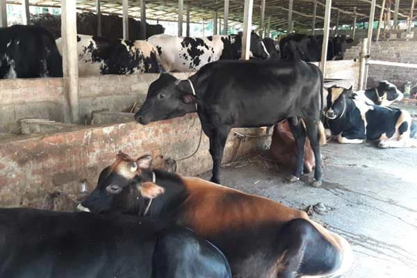 Lalmoni Agro Dairy Farms